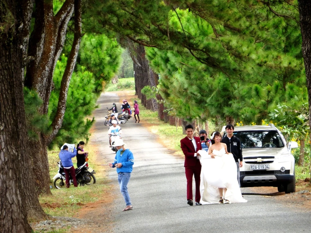 Con đường thôn với hàng thông cổ 100 tuổi đẹp ngất ngây ảnh 3