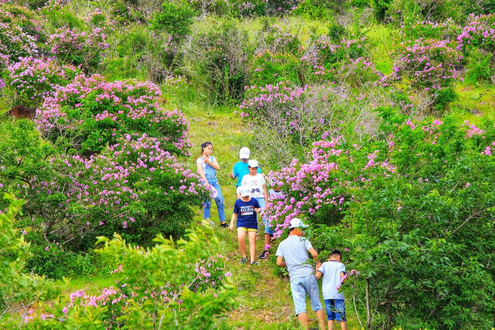 Núi Tàu khô khát quanh năm, mùa hạ về bỗng bừng lên sắc tím ảnh 6