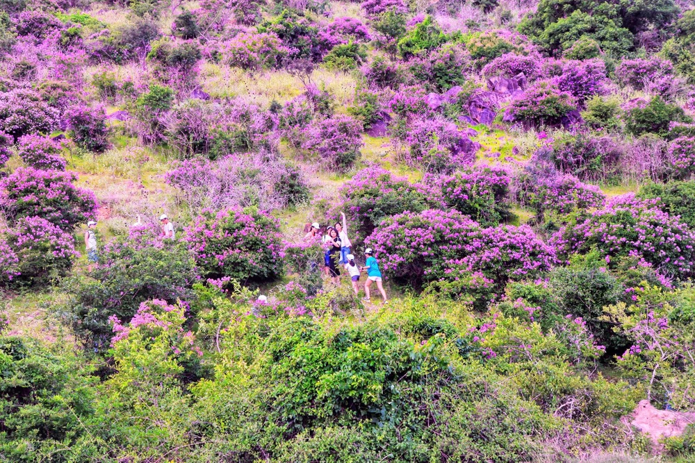 Núi Tàu khô khát quanh năm, mùa hạ về bỗng bừng lên sắc tím ảnh 5