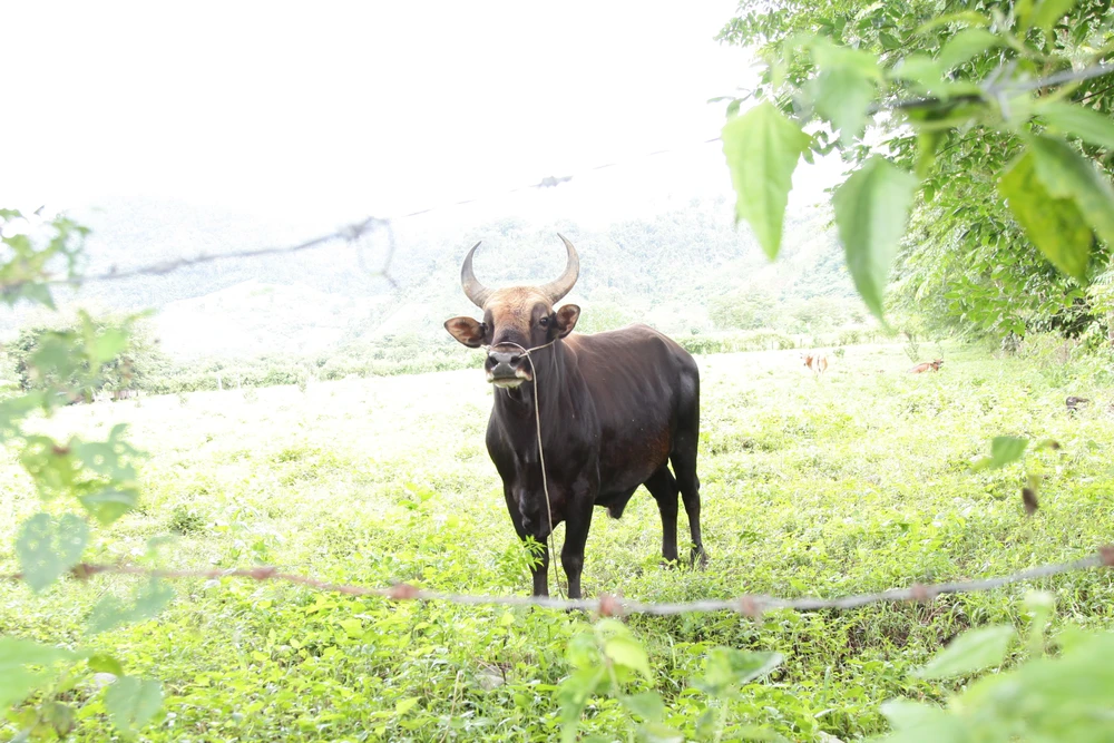 Khi đàn bò tót lai ở Ninh Thuận được đổi chủ ảnh 5