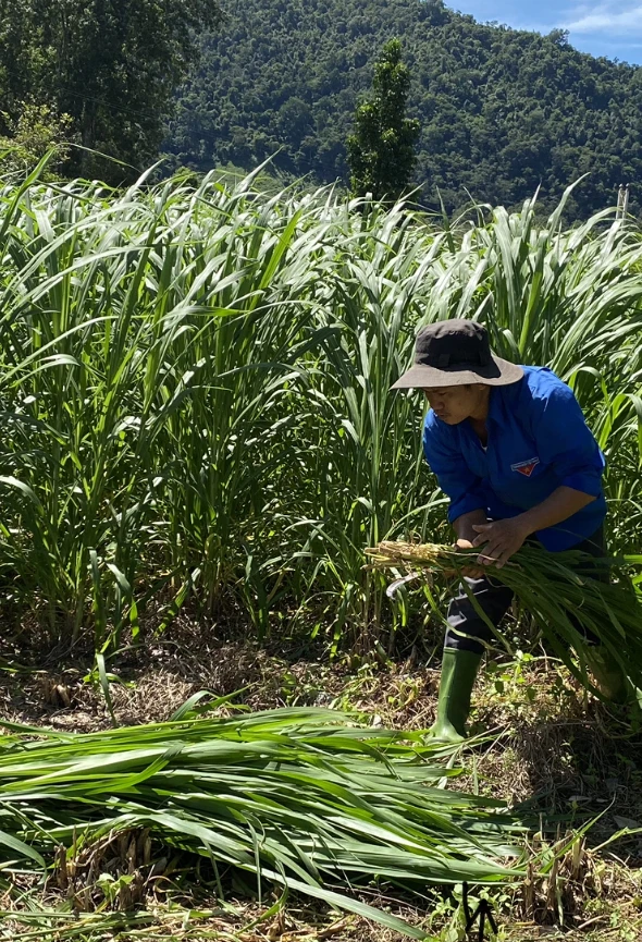 Đàn bò tót Phước Bình đang hồi sinh ảnh 3