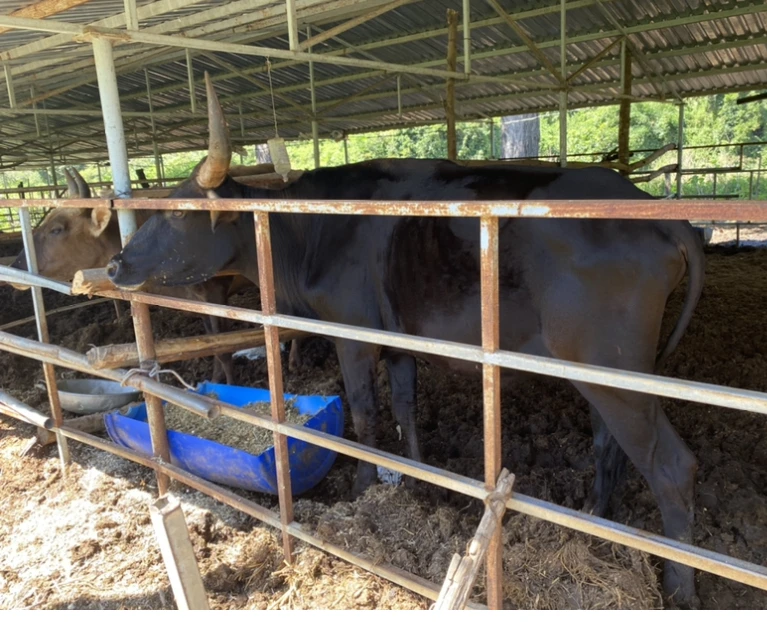 Đàn bò tót Phước Bình đang hồi sinh ảnh 4