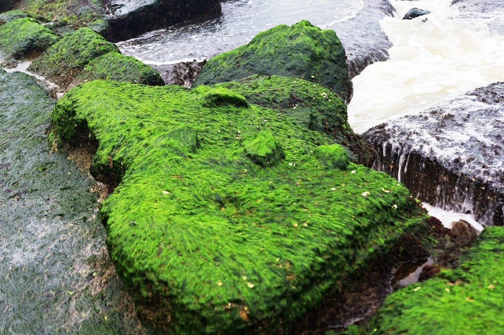 Ngắm rêu mướt xanh kỳ thú trên biển Nha Trang ảnh 2
