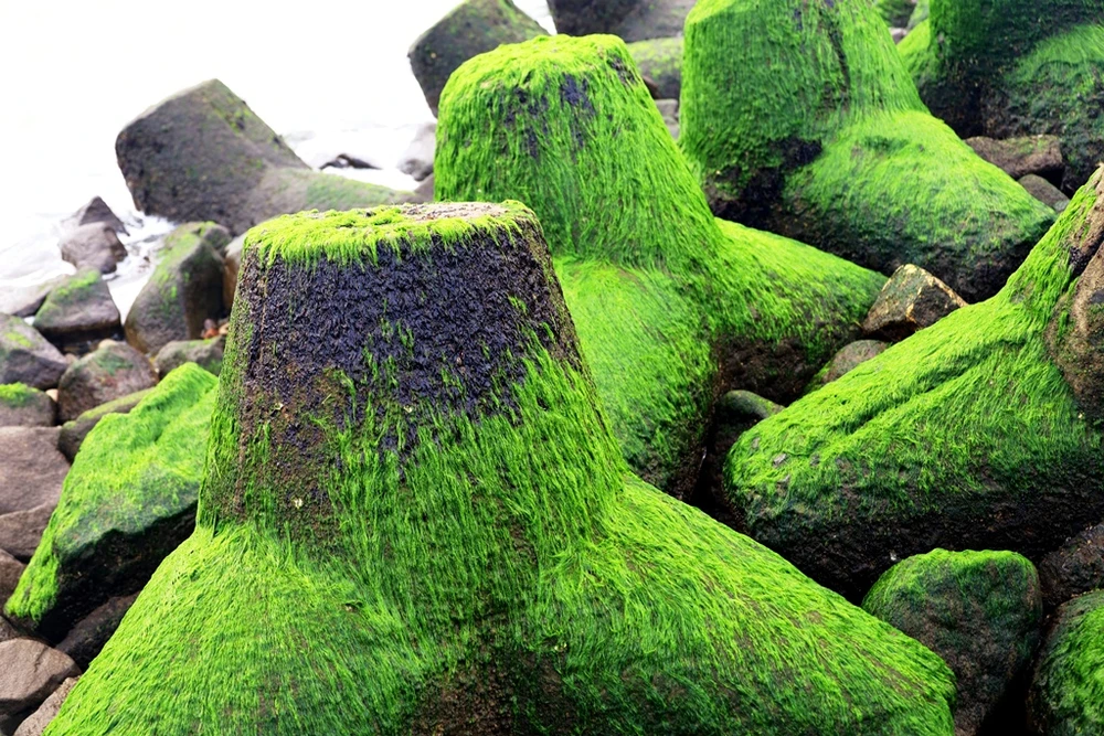 Ngắm rêu mướt xanh kỳ thú trên biển Nha Trang ảnh 4