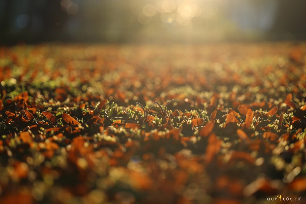 Sài Gòn nhung nhớ những mùa dầu xoay ảnh 2