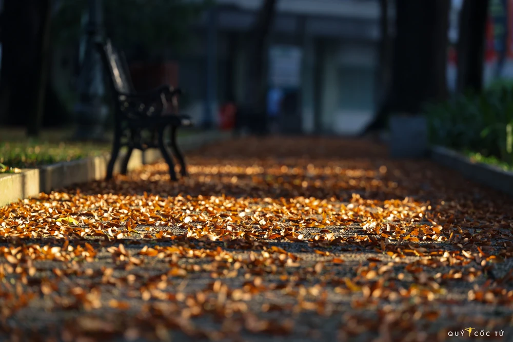 Sài Gòn nhung nhớ những mùa dầu xoay ảnh 3