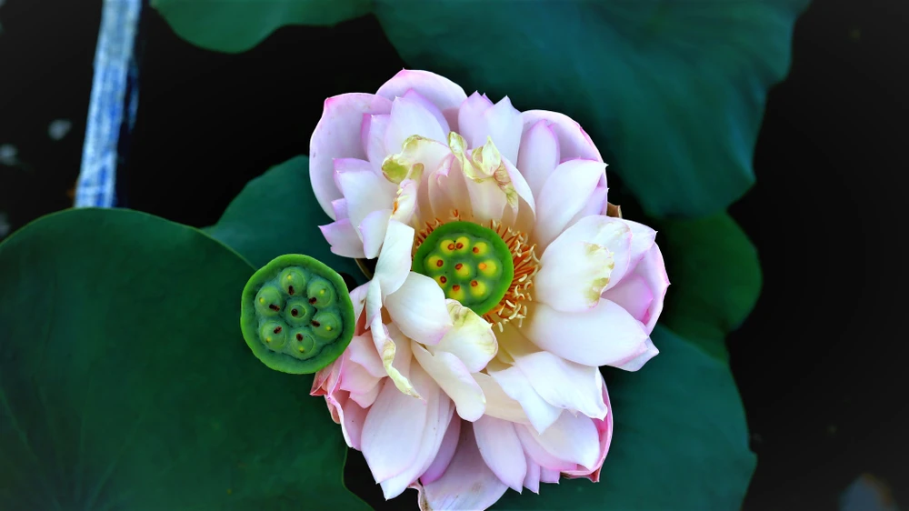 Mê mẩn với vườn sen mini của cô giáo ảnh 3