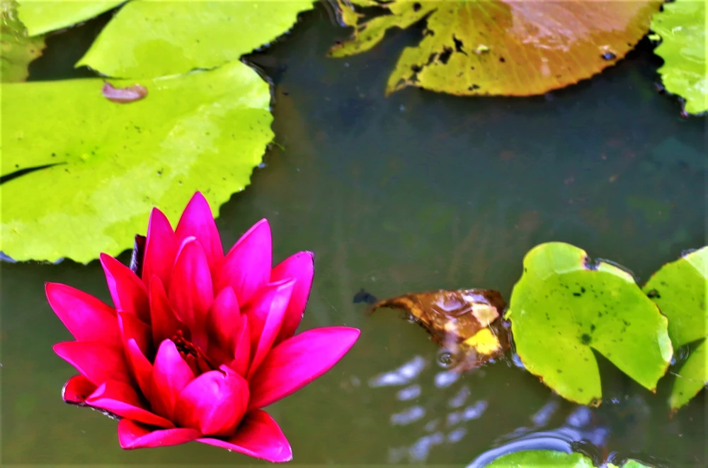 Mê mẩn với vườn sen mini của cô giáo ảnh 2