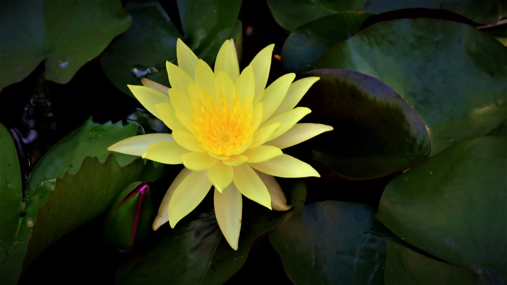 Mê mẩn với vườn sen mini của cô giáo ảnh 6