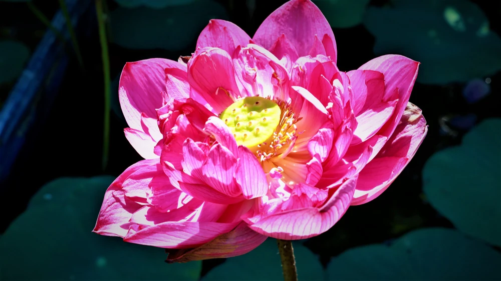 Mê mẩn với vườn sen mini của cô giáo ảnh 4