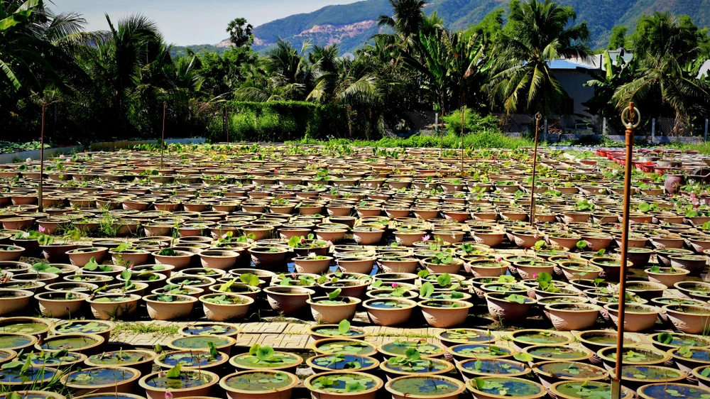 Mê mẩn với vườn sen mini của cô giáo ảnh 7