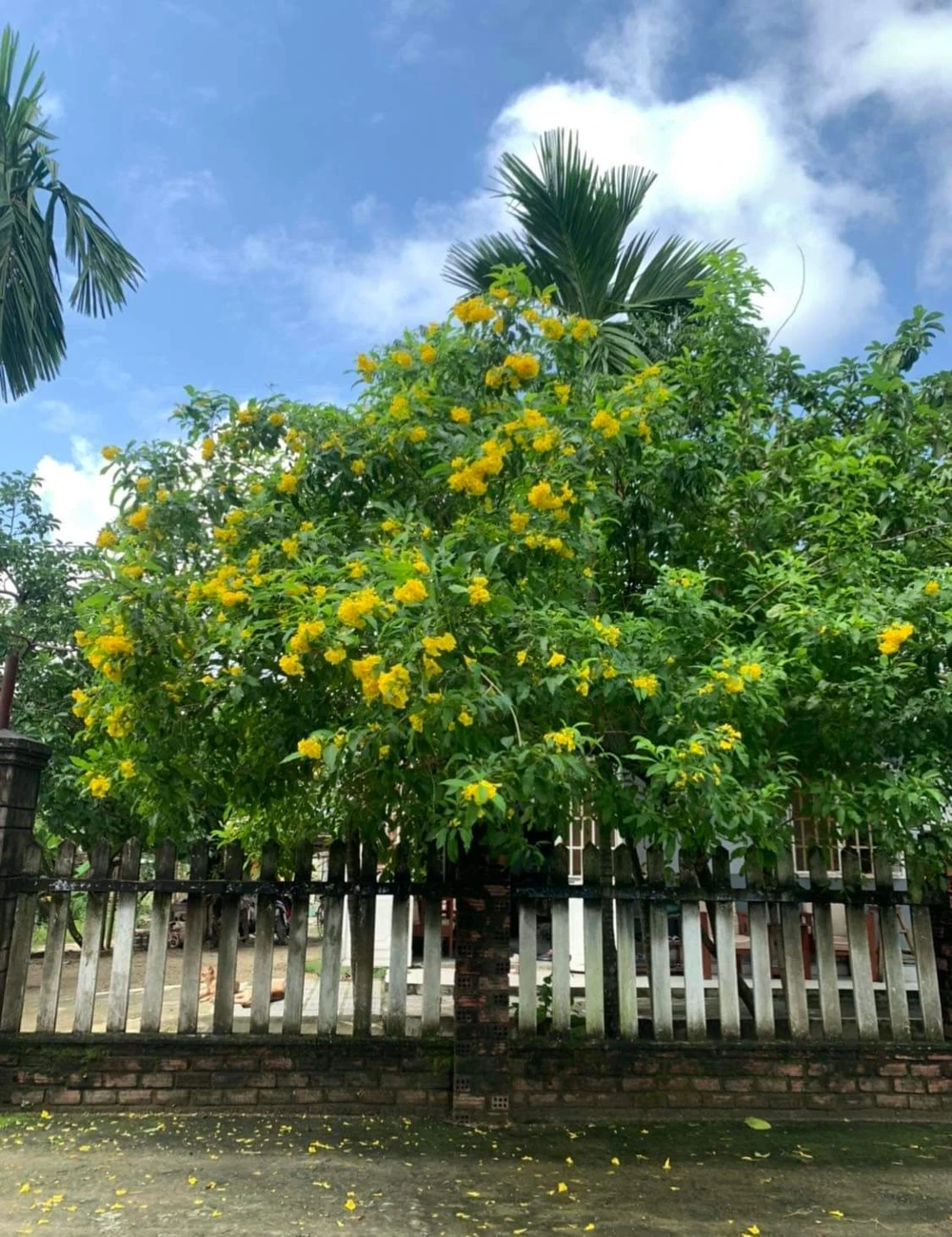 Cổng con ngõ xưa nghe xao xuyến mùi ... Tết ảnh 2