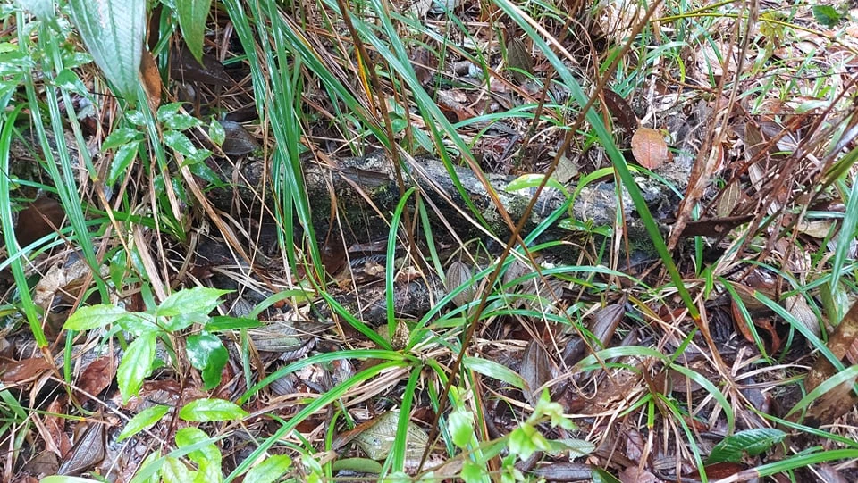 Hòn Bà và nhà bác học Yersin ảnh 4