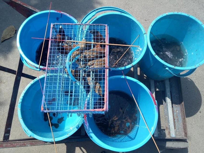 Cá, ốc, lươn... chờ được phóng sinh. Ảnh: TRÚC PHƯƠNG