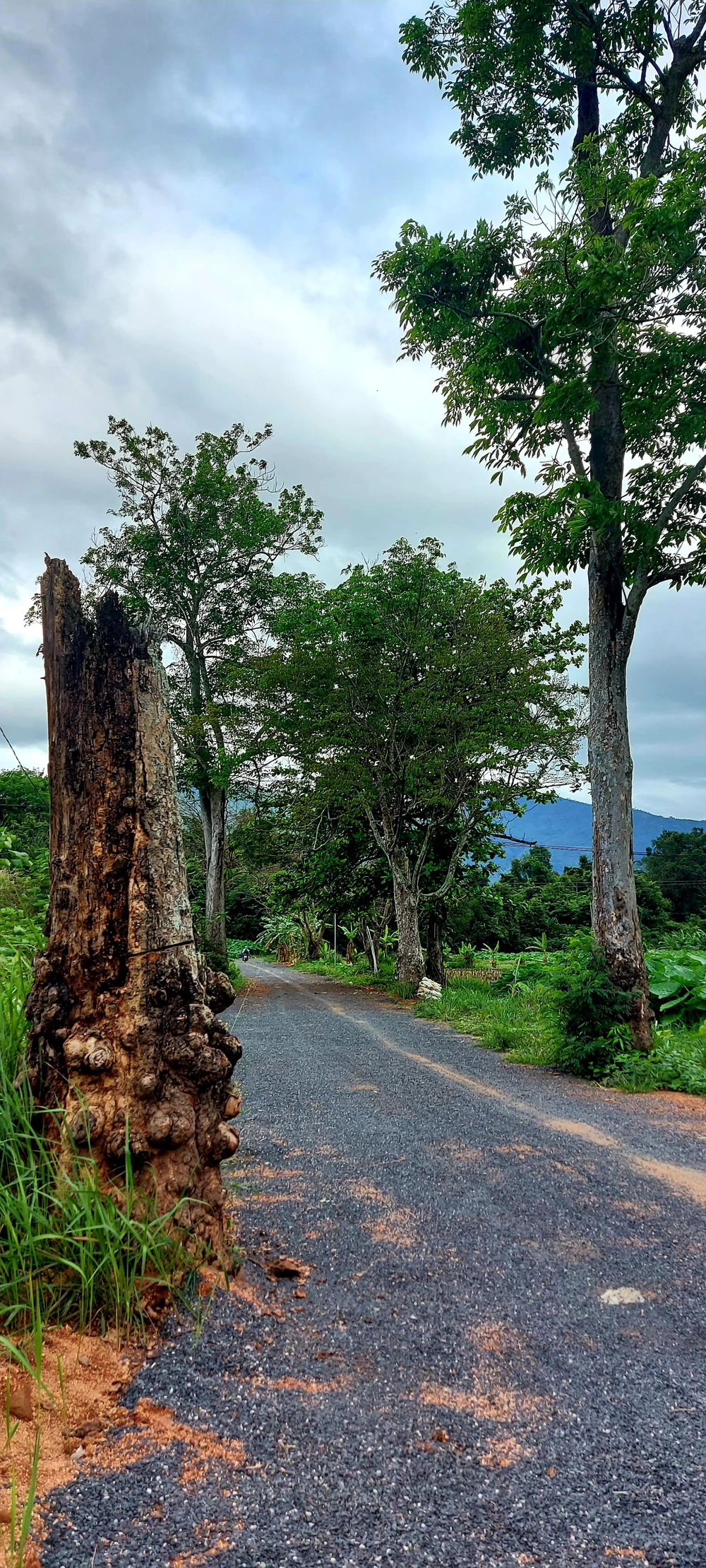 Gốc cây cao su u sần, dấu tích của con đường ghi dấu chân vĩ nhân. Ảnh: CDT