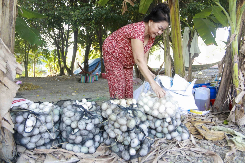 Người nuôi vịt thích nhất là khi thu hoạch mỗi ngày hàng ngàn trứng. Ảnh: HUỲNH DU