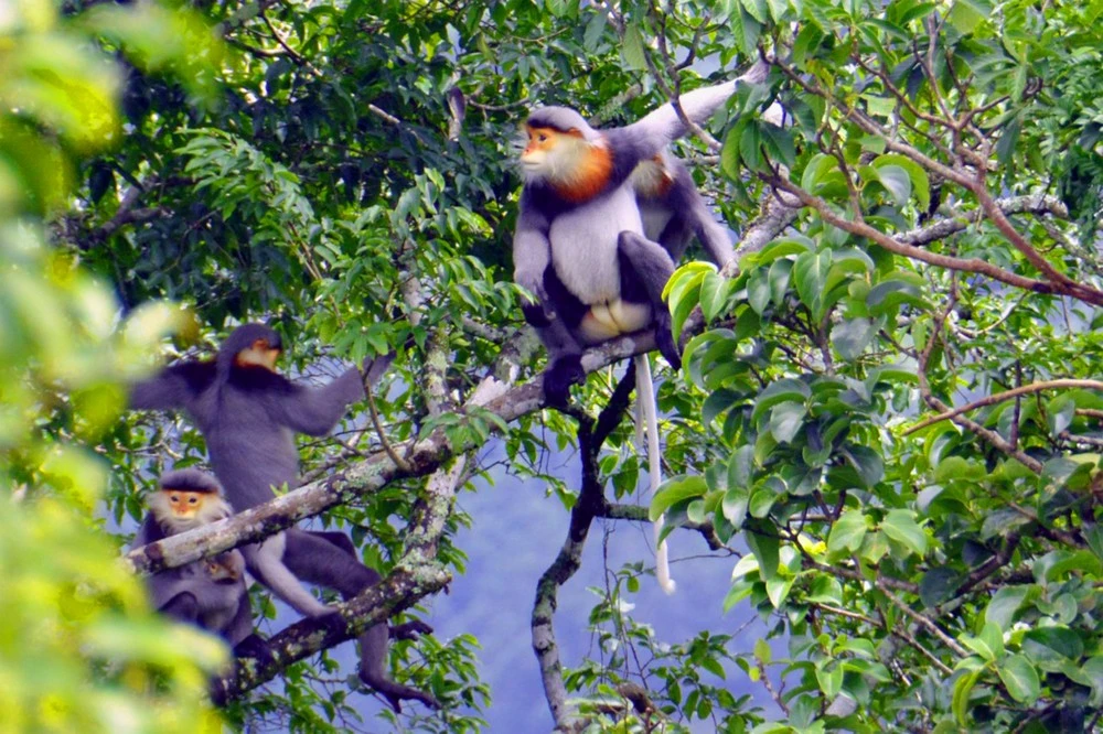 Đàn voọc quý hiếm ở Vườn Kon Ka Kinh. Ảnh: NVCC.