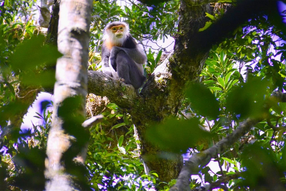 Voọc chà vá chân xám là loài linh trưởng đặc hữu chỉ có ở Việt Nam.