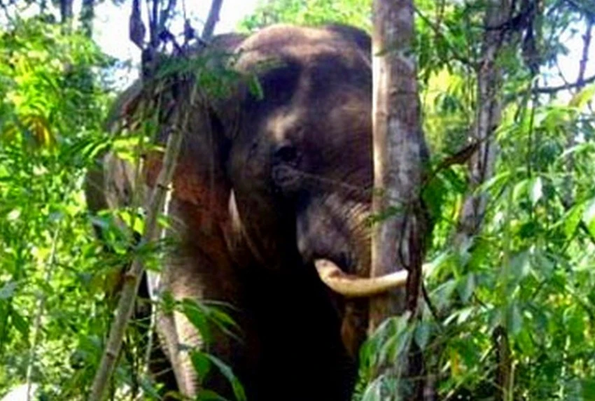 Nhiều khả năng voi ngà lệch là thủ phạm tấn công người. Ảnh TL