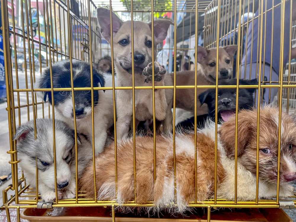 tim cho that lac 1.jpg