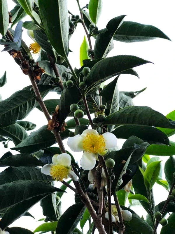 cay tra tren dinh hon ba.jpg