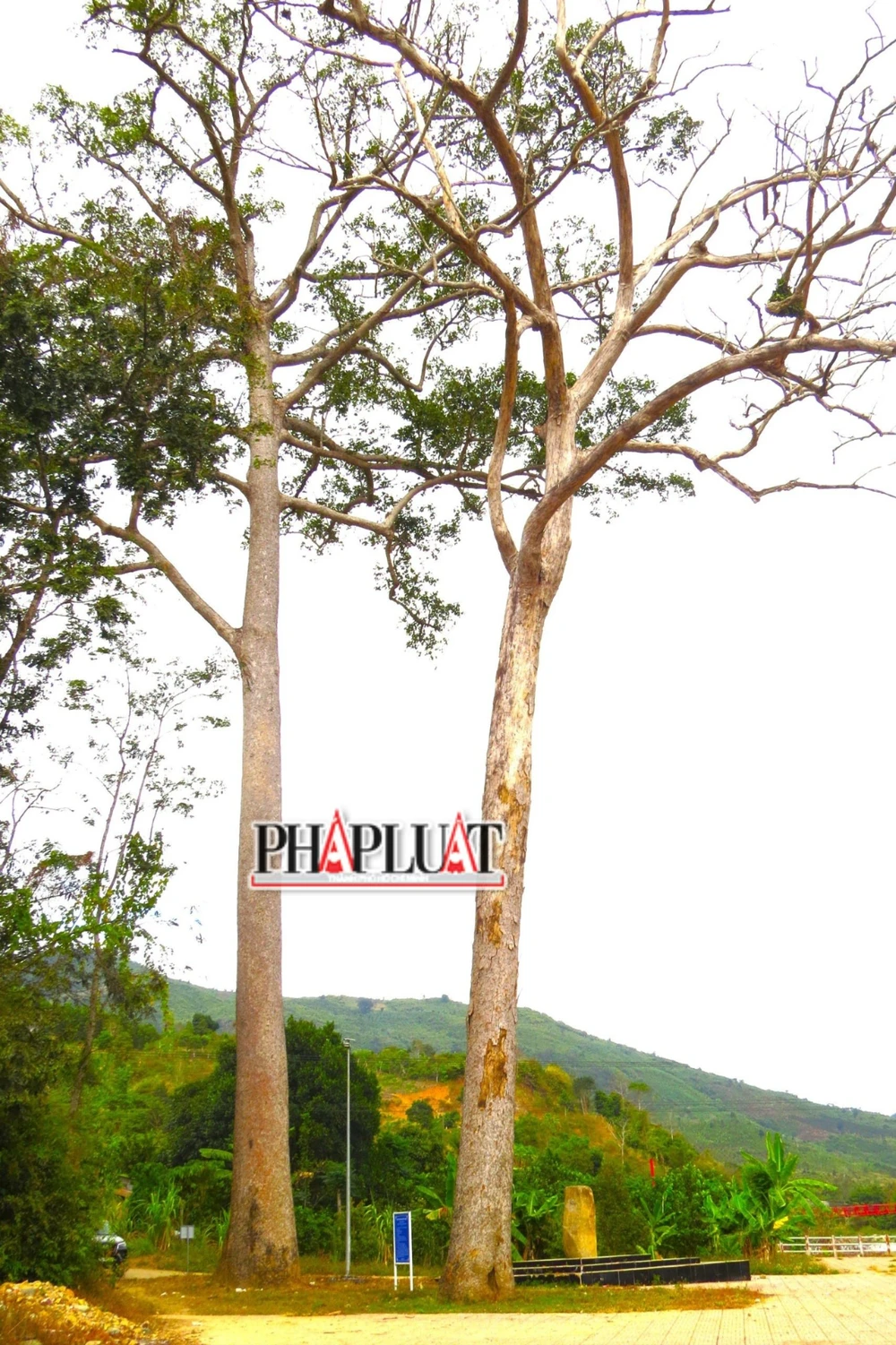 cây di sản chết