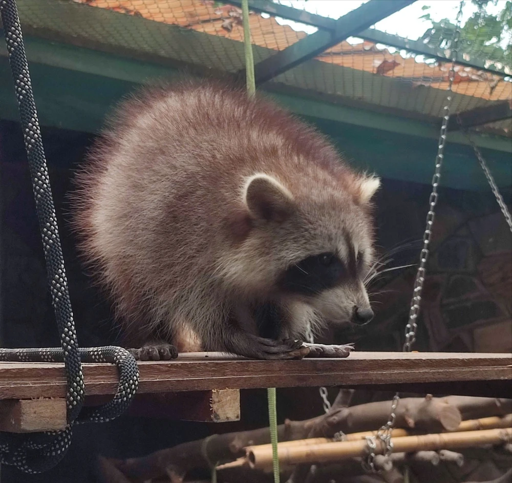 gau meo thao cam vien 2.jpg