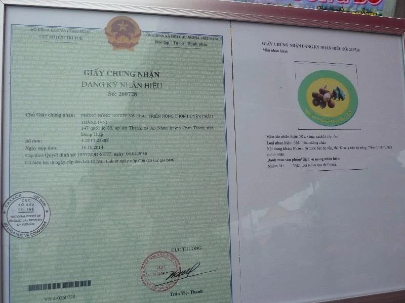 Giấy chứng nhận nhãn Edor thành nhãn hiệu "Nhãn Châu Thành- Đồng Tháp". ẢNH: THANH TUYỀN