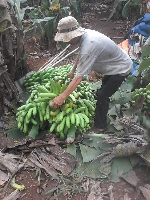 ông dân đang cắt chuối tại nhà vườn để chuyển lên xe tải...