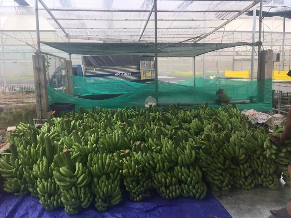 Đây chỉ là một số lượng nhỏ trong hơn 20 tấn chuối mà anh Chính đã bán giúp người dân Đồng Nai.