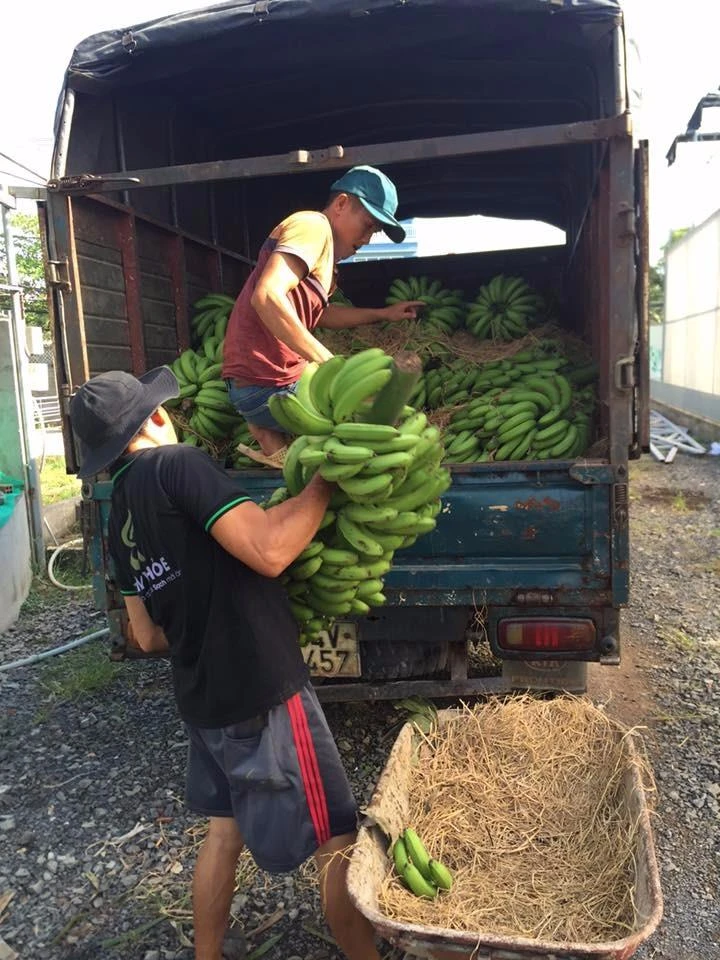 Nhân viên của anh Chính đang vận chuyển chuối về nông trại 