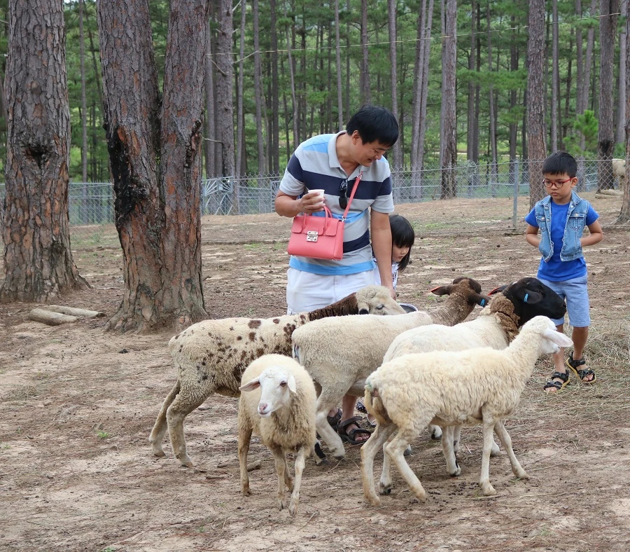 Check in Đà Lạt, ghé Zoo Doo chơi cùng kangaroo ảnh 15