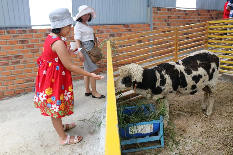 Check in Đà Lạt, ghé Zoo Doo chơi cùng kangaroo ảnh 3