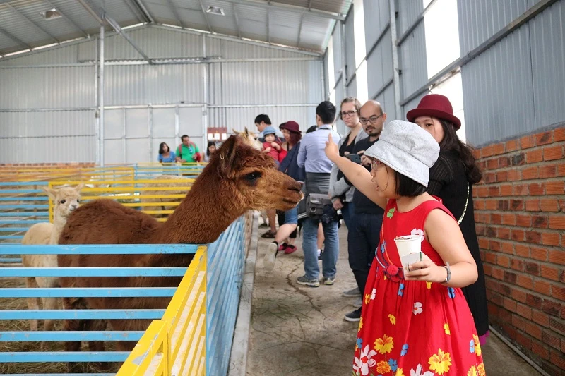 Check in Đà Lạt, ghé Zoo Doo chơi cùng kangaroo ảnh 4