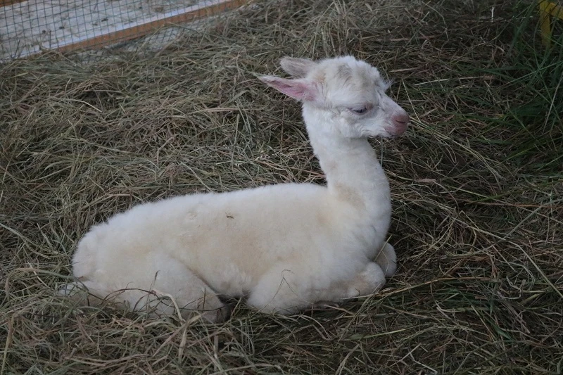 Check in Đà Lạt, ghé Zoo Doo chơi cùng kangaroo ảnh 5