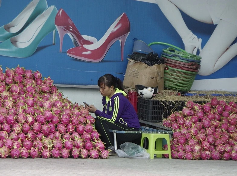 Chị bán thanh long chỉ mặc một chiếc áo khoác, ngồi thu mình giữa hàng đống thanh long để giữ ấm.
