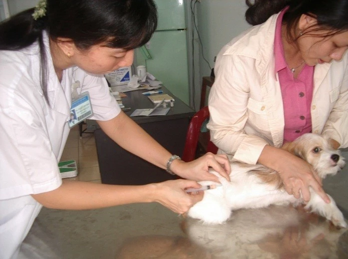 TP.HCM chi 21 tỷ/ năm tiêm vaccine phòng, chống dịch bệnh cho gia súc, gia cầm và chó, mèo-tiem-vaccine-benh-dai.jpg