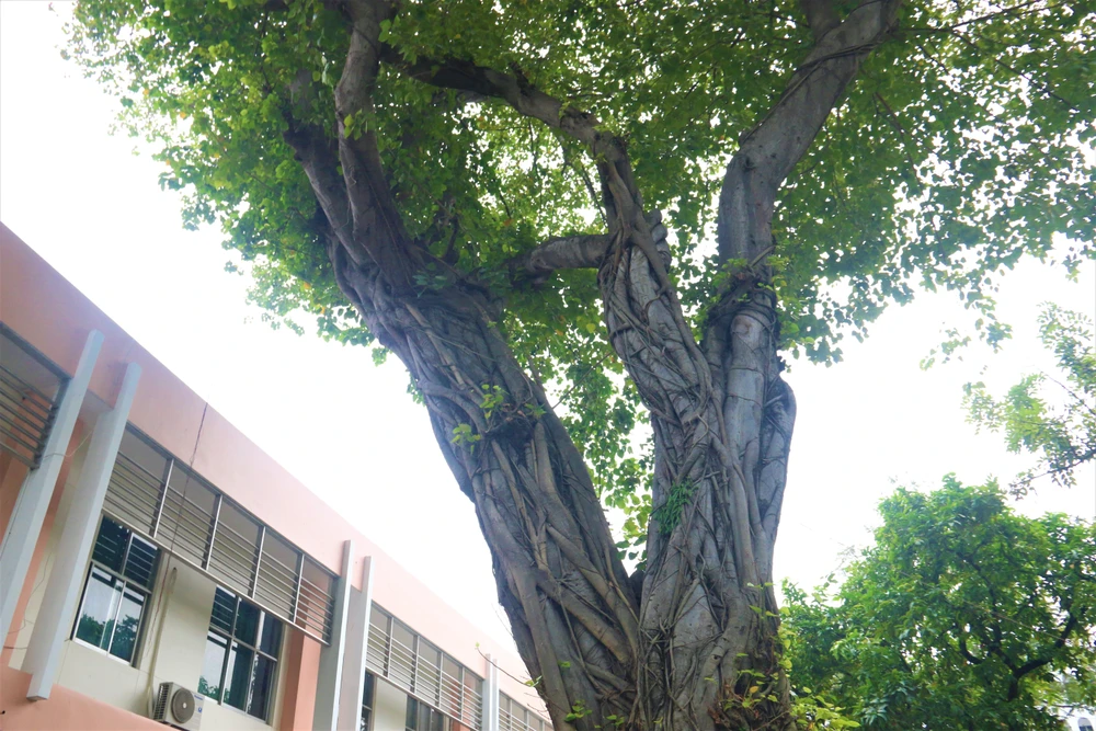 Cây đa cổ thụ in hằng dấu vết thời gian của bệnh viện. Ảnh: THẢO PHƯƠNG