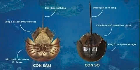 ngộ độc nặng sau khi ăn nhầm con so biển