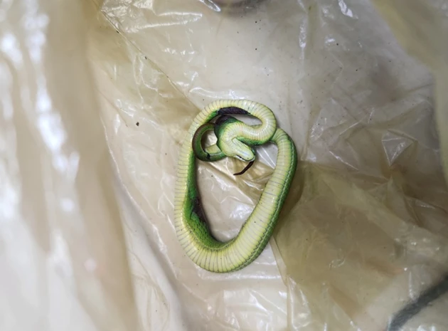 Bé trai 6 tuổi bị rắn cắn