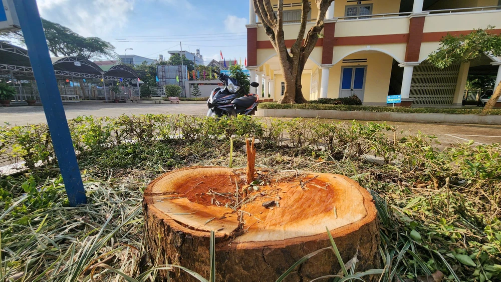 3 cây xanh hàng chục năm tuổi bị cưa hạ