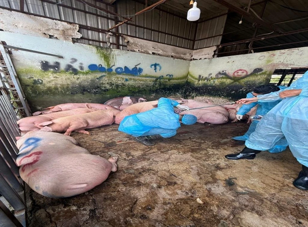 heo chứa chất tạo nạc