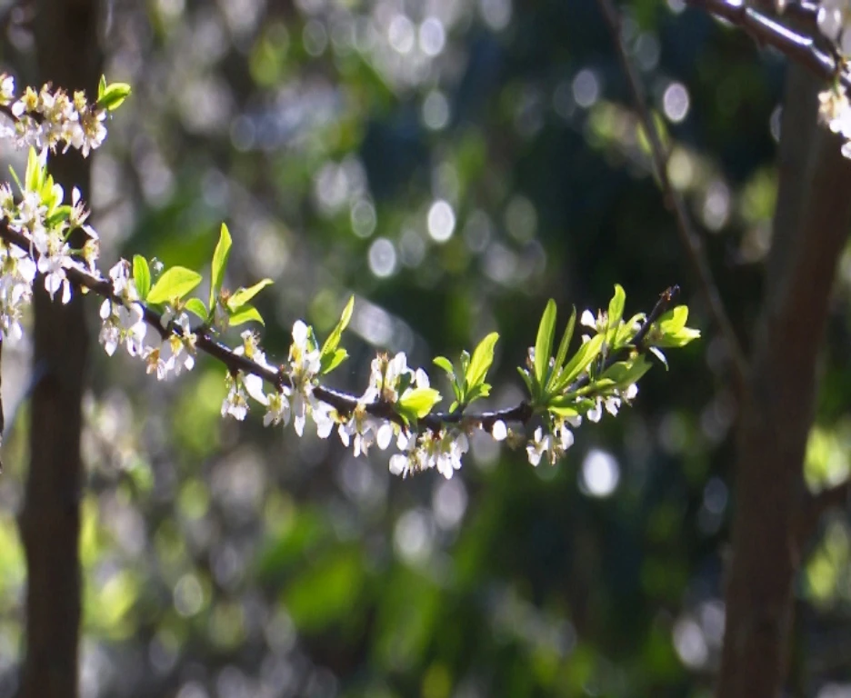 Hoa mận chỉ nở vào mùa xuân và trong thời gian rất ngắn.