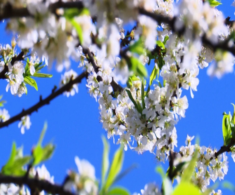 Cảnh sắc như một bức tranh thiên nhiên tươi sáng.