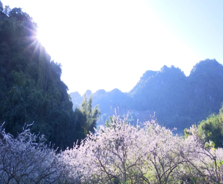 Mùa xuân là mùa hoa mận trắng nở rộ