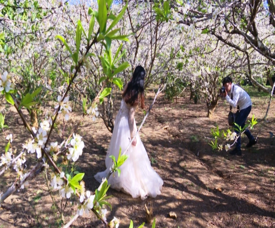 Nhiều đôi bạn trẻ chọn đến đây để lưu giữ những khoảnh khắc đẹp cho bộ ảnh cưới.