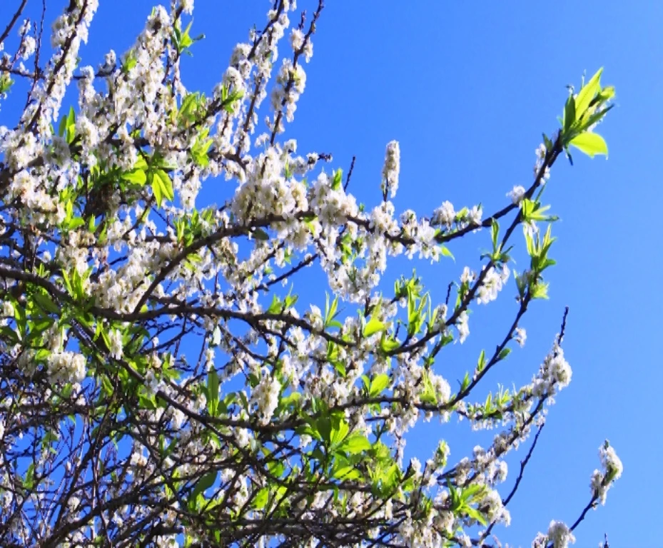 Màu trắng tinh khiết của hoa, màu xanh tươi non lá