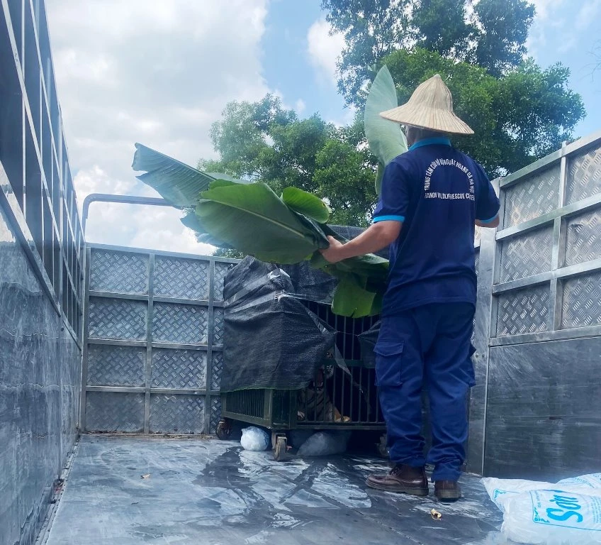 Các cá thể hổ được tiếp nhận chuyển giao các cá thể hổ về trung tâm cứu hộ (Ảnh Trung tâm Cứu hộ Động vật hoang dã Hà Nội). Ảnh: ENV.