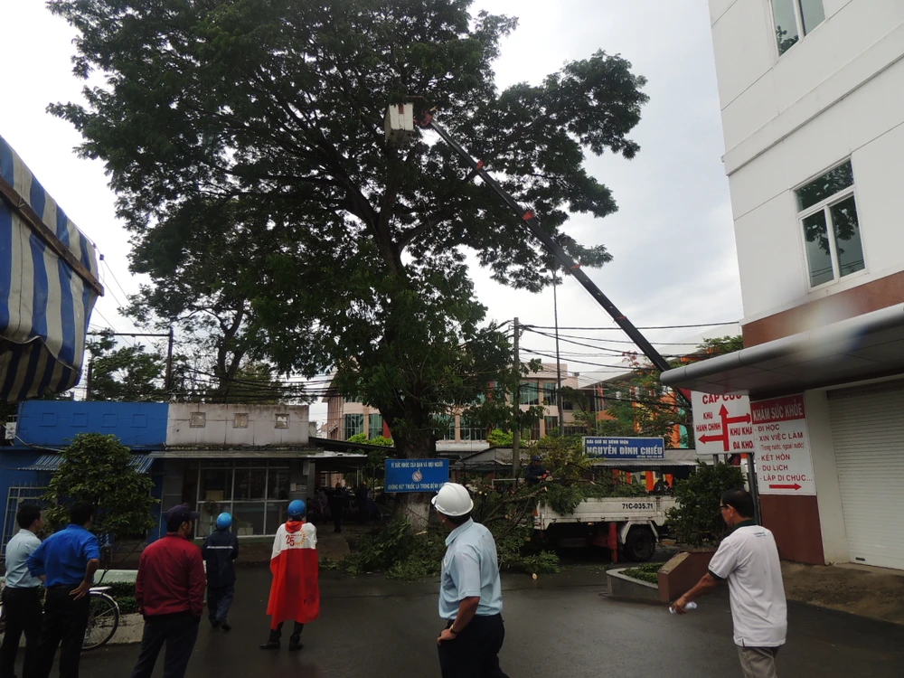 Bến Tre: Cắt ngọn cổ thụ đề phòng gãy đổ trong bão16 ảnh 2