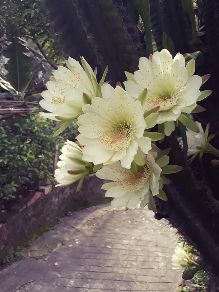 Trầm trồ cây xương rồng 30 năm tuổi trổ kín hoa ảnh 4